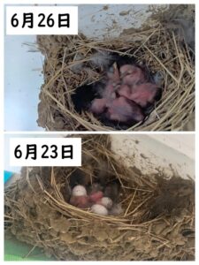 ツバメの観察